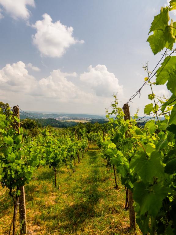 Hontianska vínna cesta - vinohrady 
