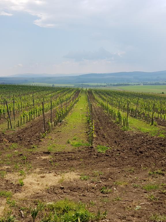 Vinárstvo Vinpera - vinohrady