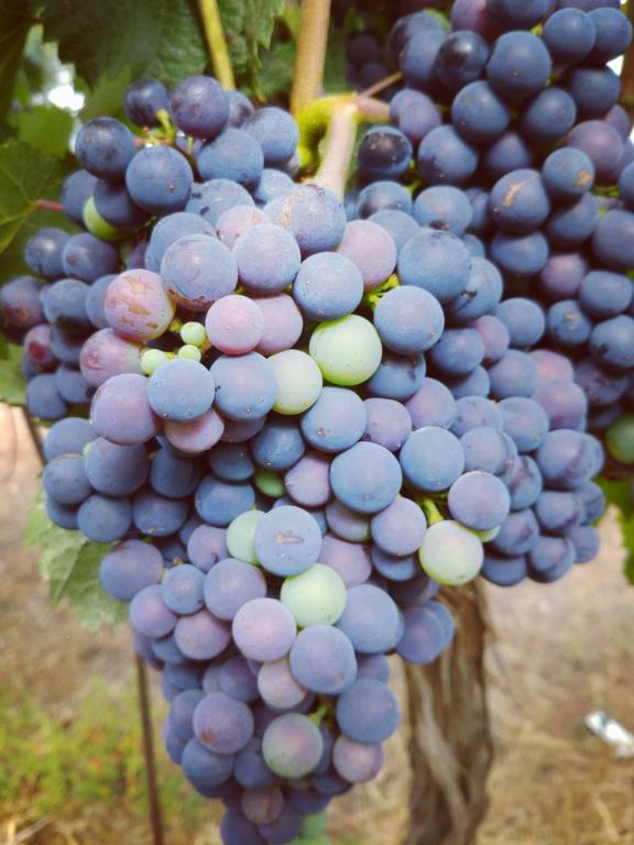 Golan Heights Winery, - tmav hrozno na viniči