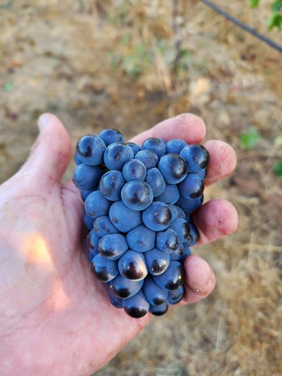 Golan Heights Winery, - hrozno v ruke