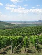 Tokaj Regnum združenie vinohrady