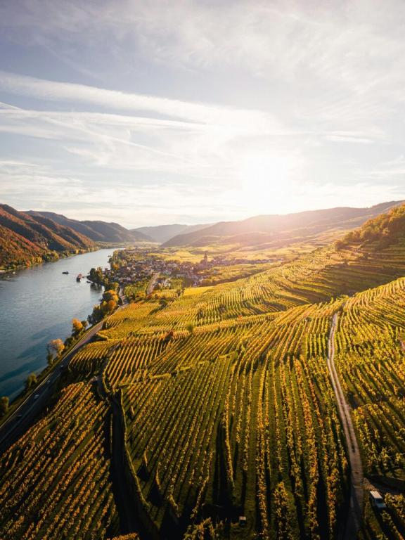 Wachau vinice