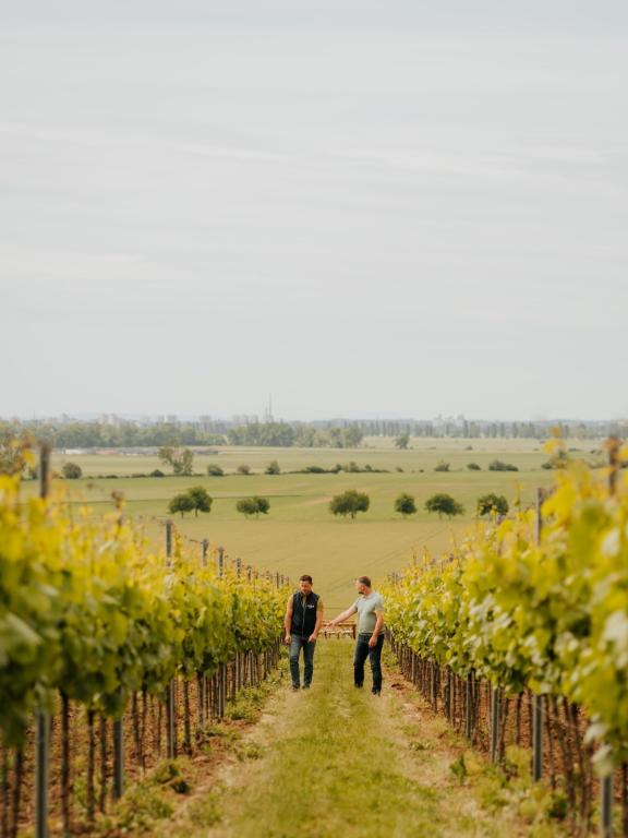 Vinári vo vinohradoch Frtus Winery pri Rybníku pri Leviciach