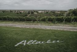 Allacher vinárstvo - pohľad na vinohrady