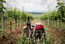 Tajná vineyards & winery - piknik vo vinohrade. a flaša vína a pohár.