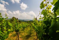 Hontianska vínna cesta - vinohrady 