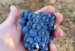 Golan Heights Winery, - hrozno v ruke