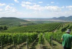 Tokaj Regnum združenie vinohrady