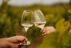 Frtus winery - poháre