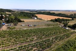 Potulky za vínom viničnou horou - vinohrady